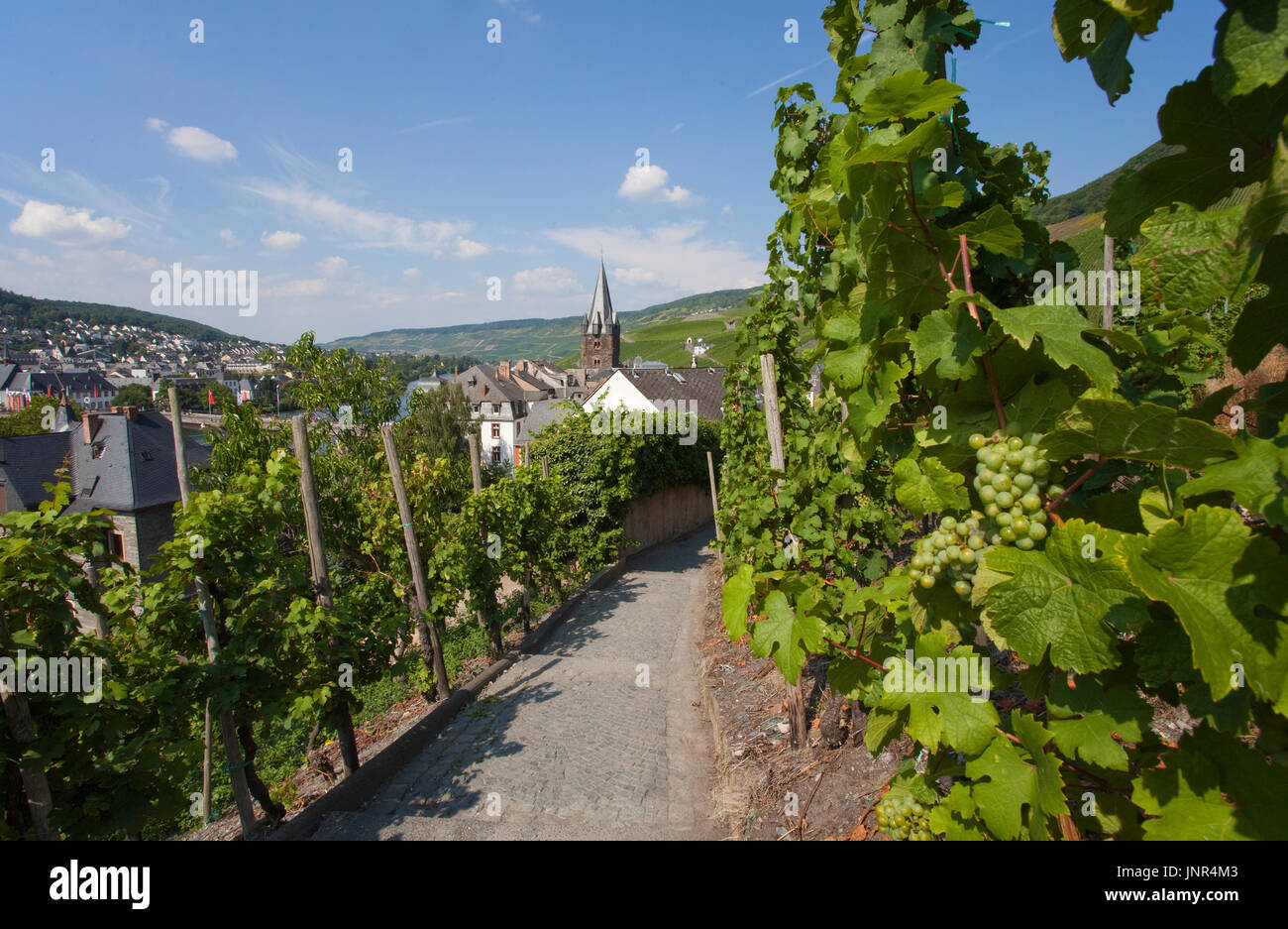 Wanderweg zur Burgruine Landshut in Bernkastel-Kues, Landkreis Bernkastel-Wittlich, Mosel, Mittelmosel, Rheinland-Pfalz, Deutschland, Europa | Trail t Stock Photo