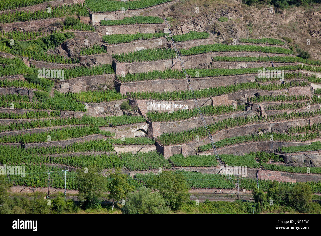 Terrassenmosel, Untermosel, Landkreis Mayen-Koblenz, Rheinland-Pfalz, Deutschland, Europa | wine terrace, Mosel river, Germany Stock Photo