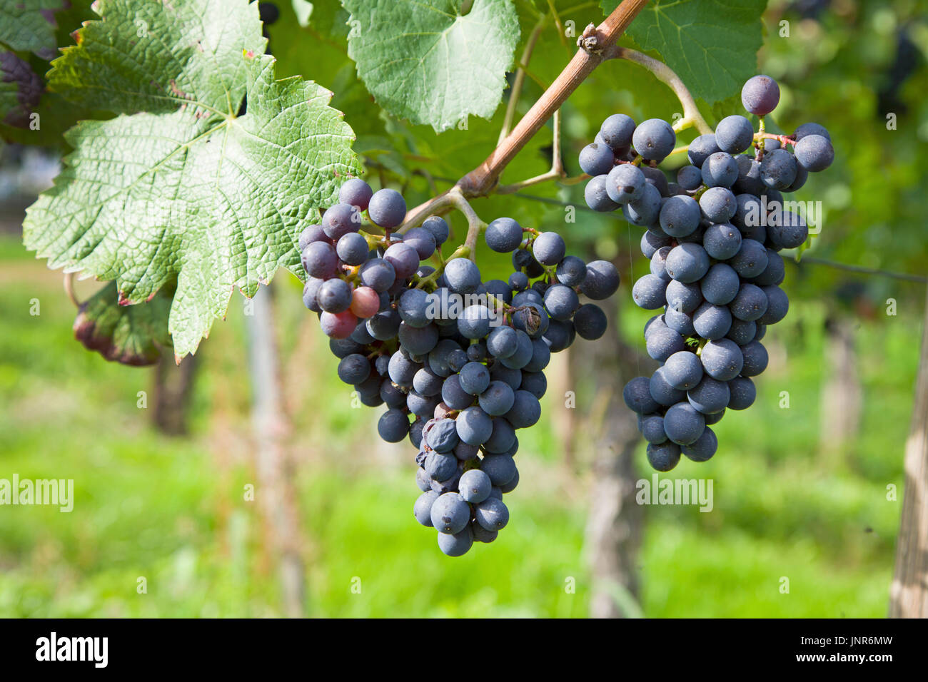 Blaue Weintrauben am Rebstock, Mosel, Mittelmosel, Rheinland-Pfalz, Landkreis Trier-Saarburg, Deutschland, Europa | Blue grapes, winegrowing, winw lwe Stock Photo