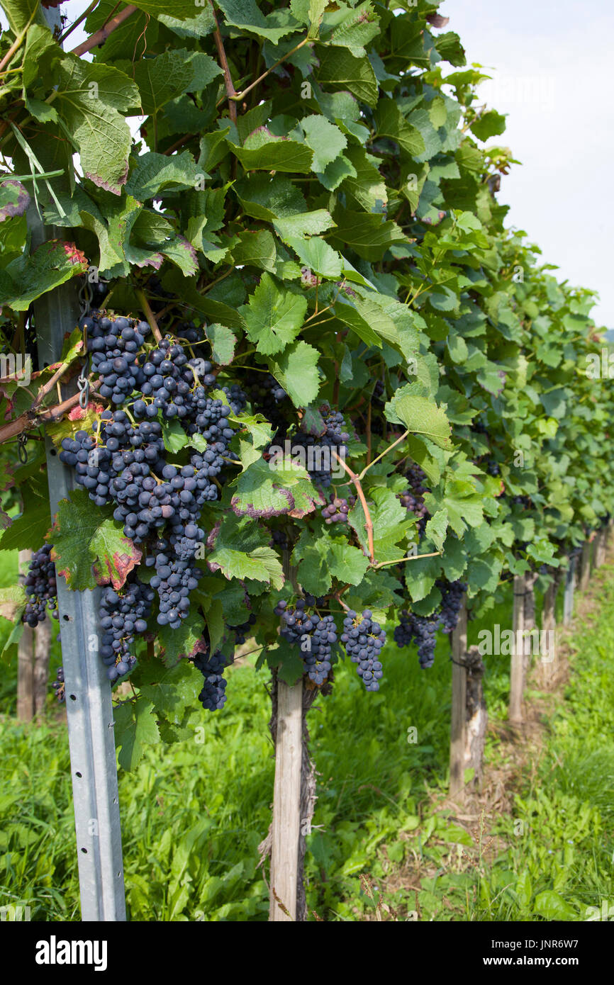 Blaue Weintrauben am Rebstock, Mosel, Mittelmosel, Rheinland-Pfalz, Landkreis Trier-Saarburg, Deutschland, Europa | Blue grapes, winegrowing, winw lwe Stock Photo