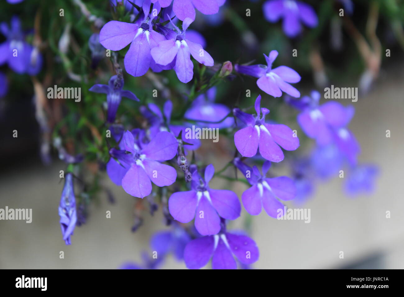 Picture of purple flowers in Cambridge, England Stock Photo Alamy