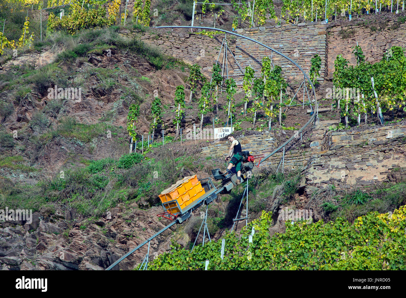 Grape harvest with monorack railway at the steep Calmont vineyard, Bremm, Moselle, Rhineland-Palatinate, Germany, Europe Stock Photo
