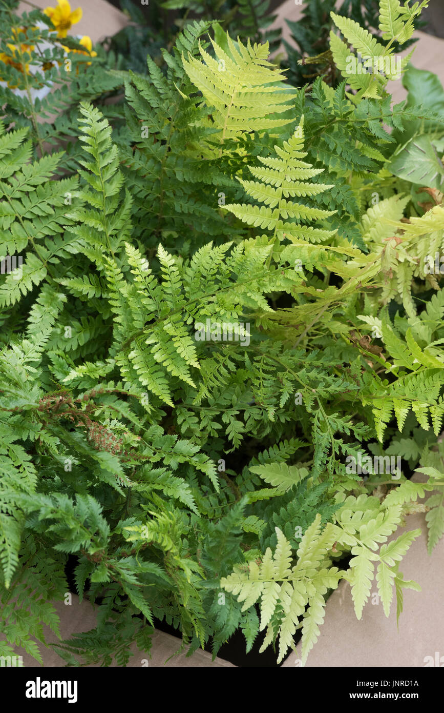 Box of young fern plants ready for planting into a shady area in an english garden. UK Stock Photo