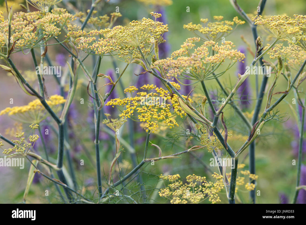 Foeniculum Vulgare Purpureum. Bronze fennel in flower. UK Stock Photo