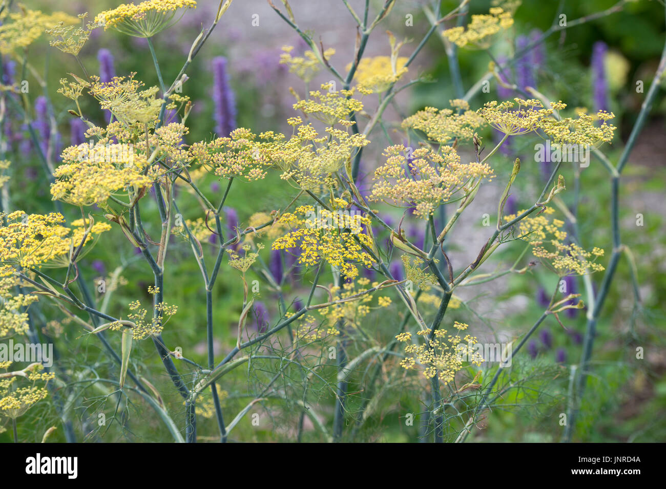 Foeniculum Vulgare Purpureum. Bronze fennel in flower. UK Stock Photo