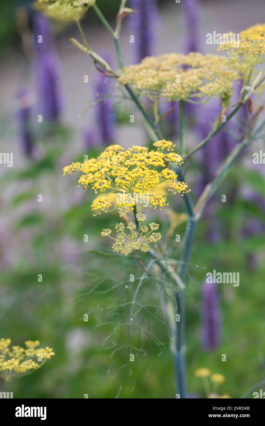 Foeniculum Vulgare Purpureum. Bronze fennel in flower. UK Stock Photo