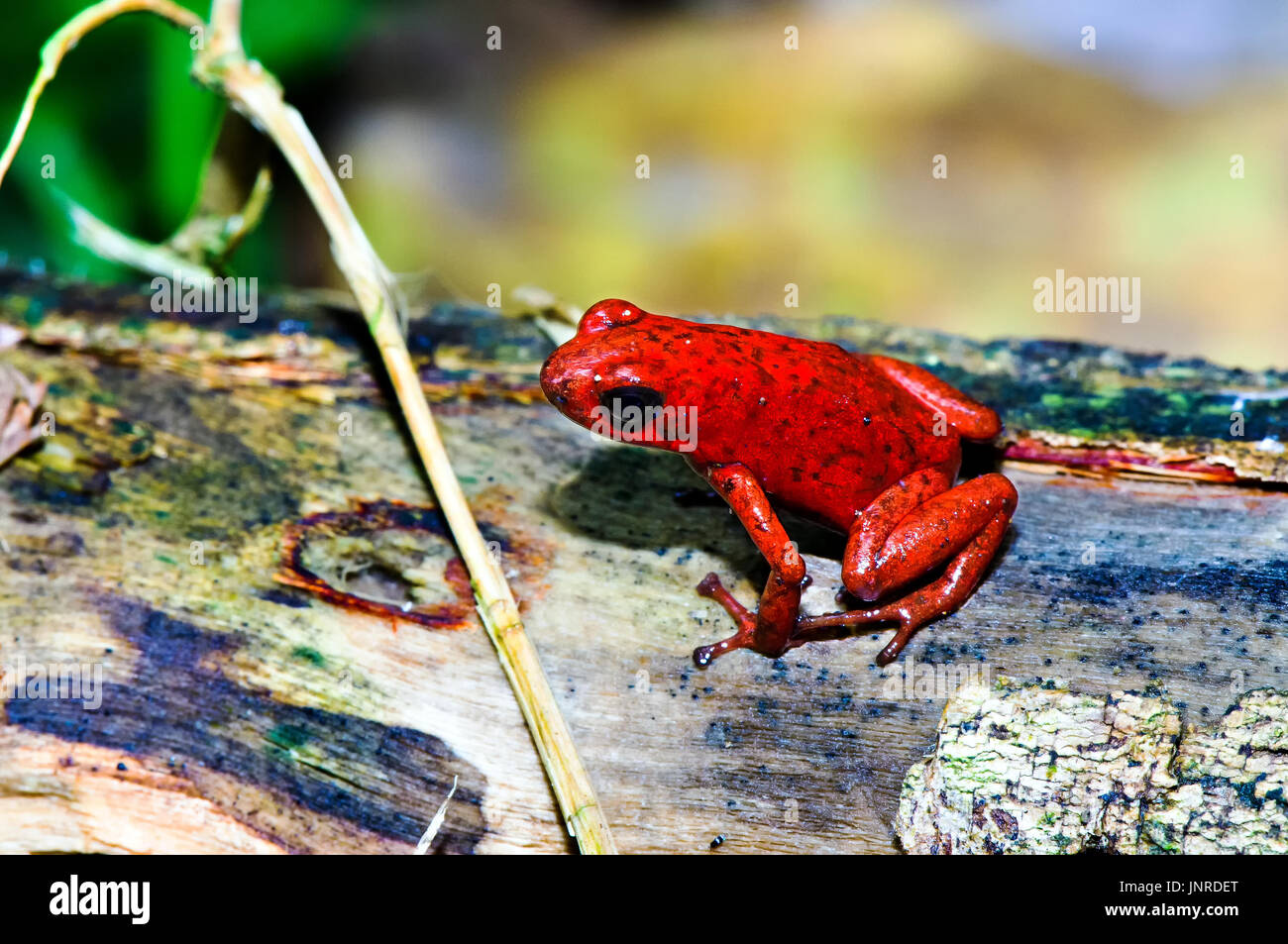 Singing male of the strawberry poison frog (Oophaga pumilio) shot in Costa Rica, Grandoca-Manzanillo wildlife refuge. Stock Photo