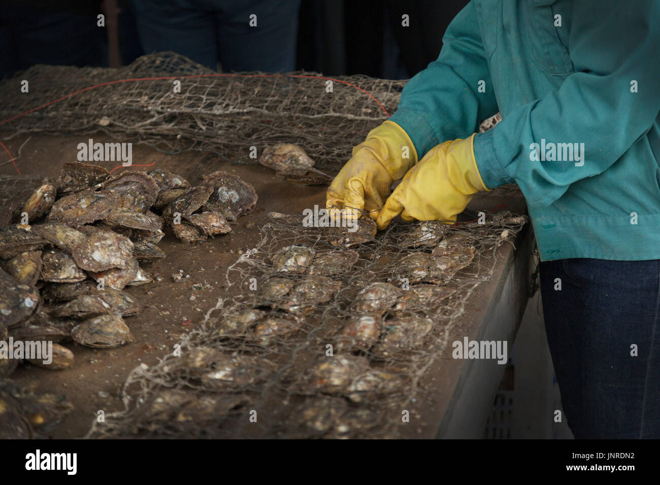 Halong Bay, Vietnam, pearl farm worker collecting farmed oysters Stock Photo