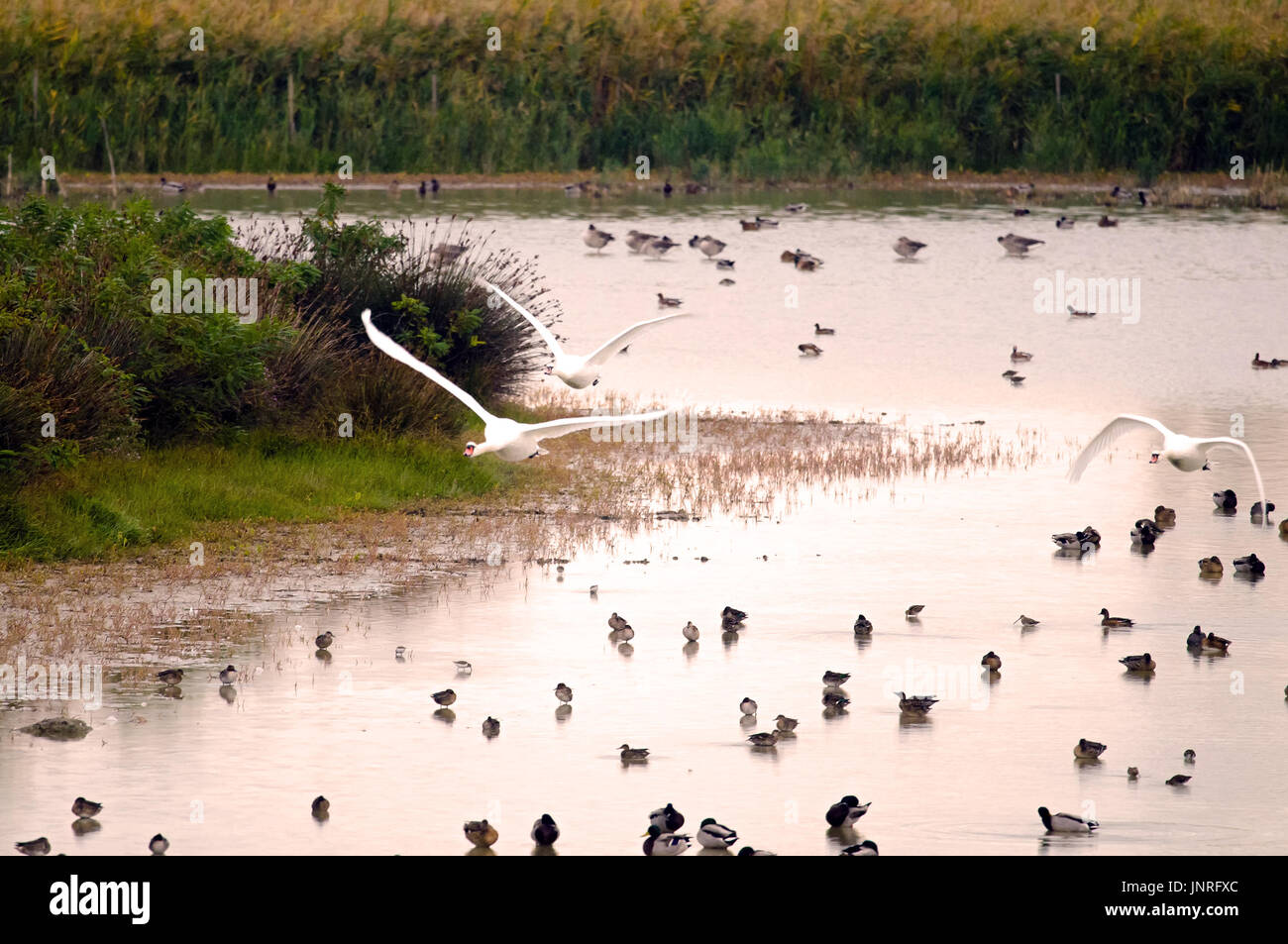 An example of wetland with high diversity and concentration of wintering bird species (Italy, Isola della Cona). Stock Photo