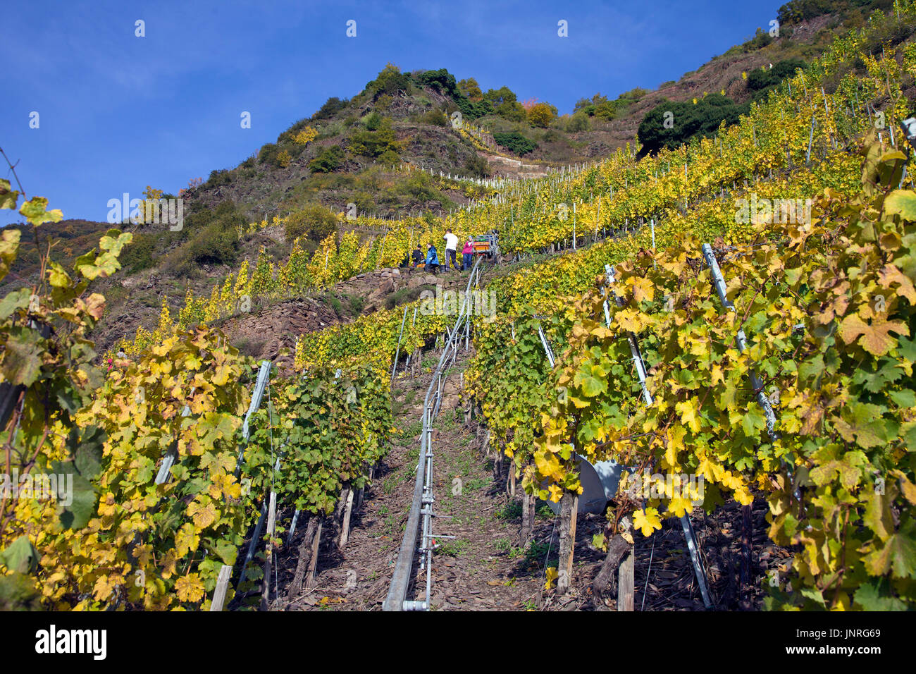 Grape harvest with monorack railway at the steep Calmont vineyard, Bremm, Moselle, Rhineland-Palatinate, Germany, Europe Stock Photo