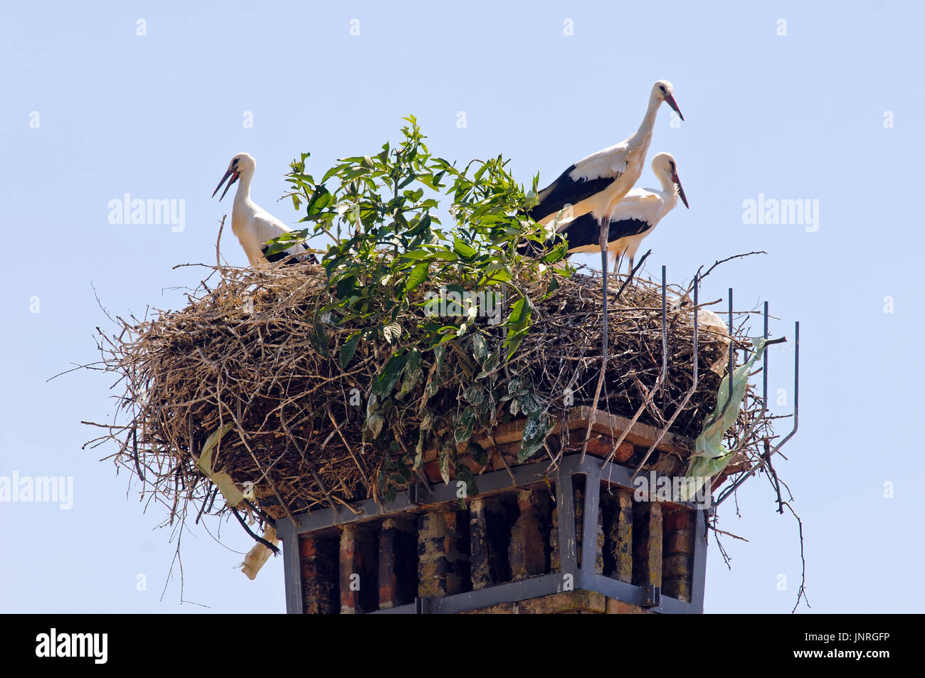 White storks (Ciconia ciconia) in a nest build on a chimney of old deserted house (Slovenia). Stock Photo