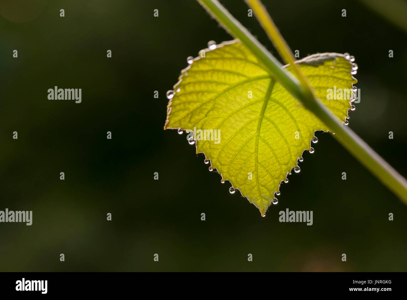 MORNING DEW DROPS ON GRAPE LEAF Stock Photo
