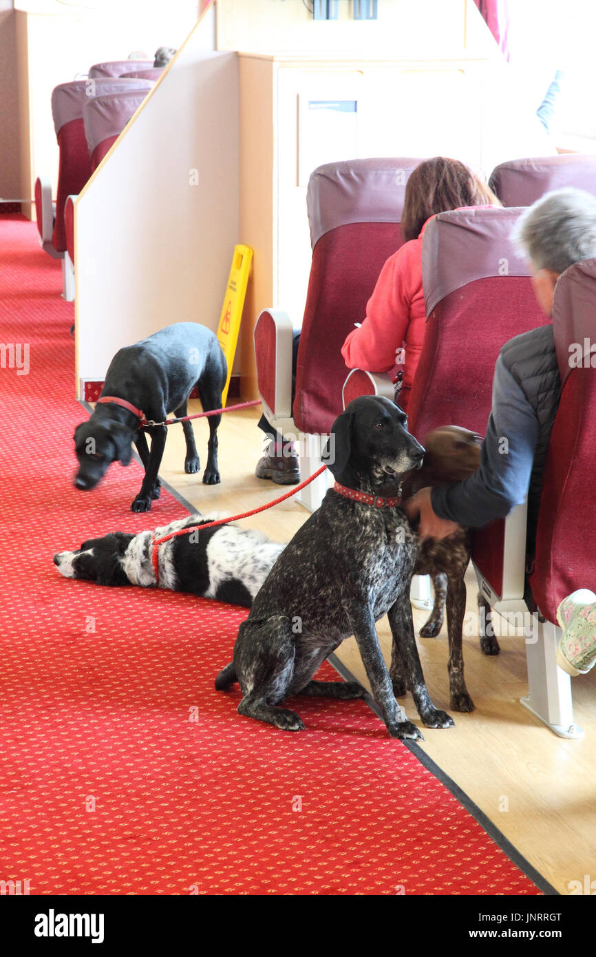 Dogs in Pet Area of Calmac's ferry service from Uig to Tarbert in the Outer Hebrides, Scotland Stock Photo
