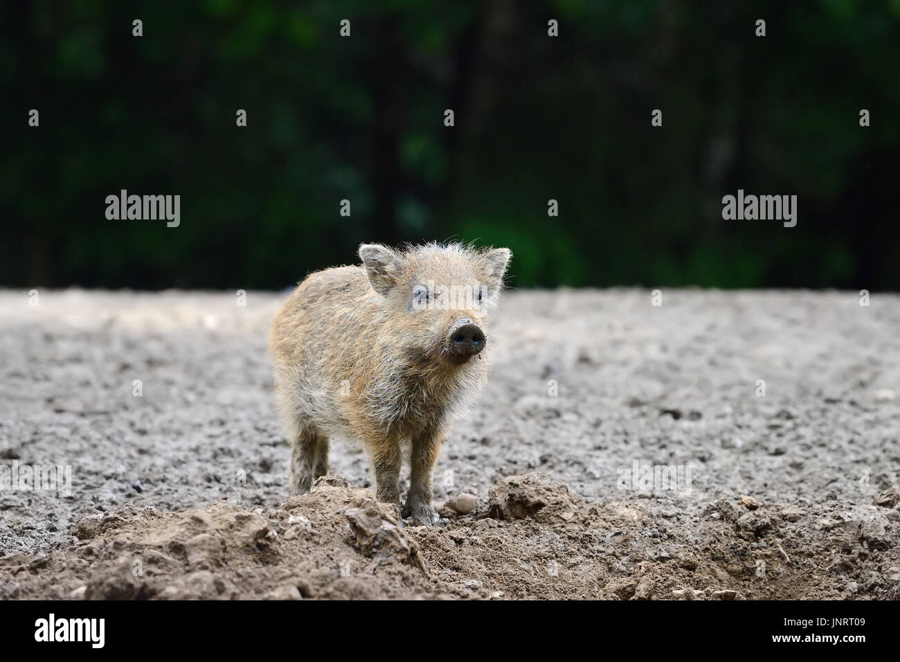 Small wild boar in the forest in the springtime Stock Photo - Alamy