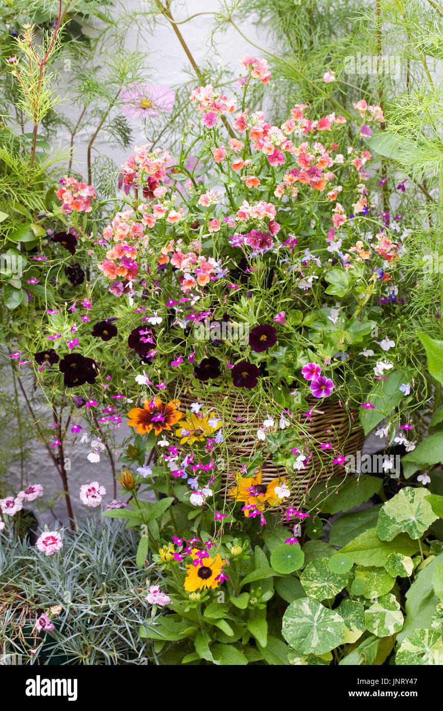 Colourful summer flowers. Stock Photo