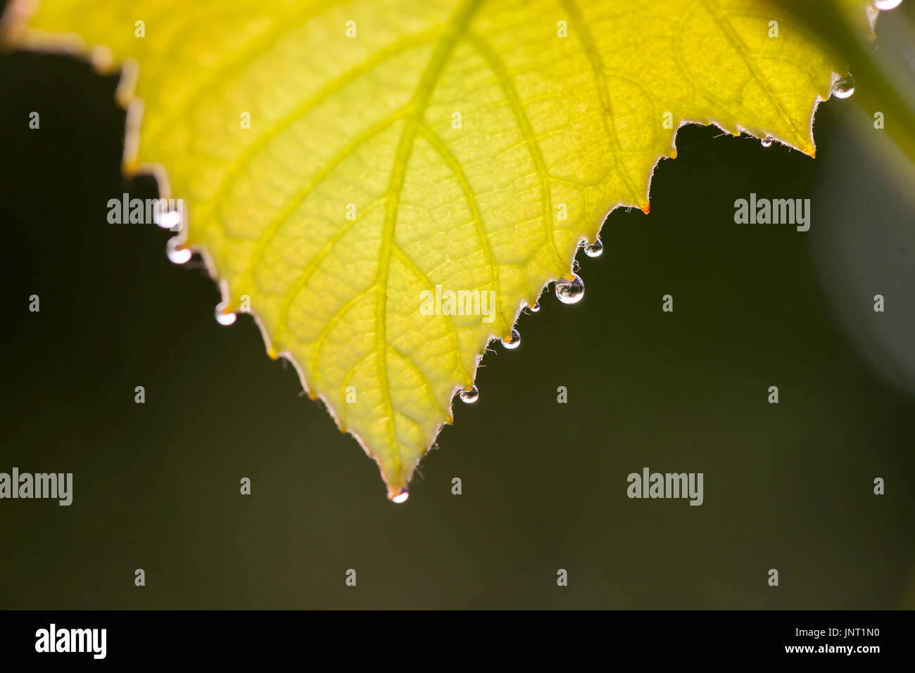 MORNING DEW DROPS ON GRAPE LEAF Stock Photo