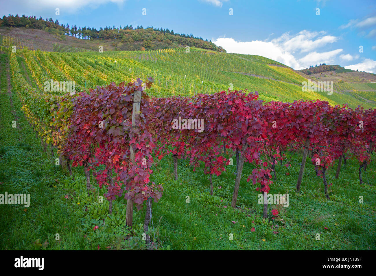 Herbstimpressionen, Weinberge bei Schweich, rot gefaerbte Weinblaetter, Mittelmosel, Rheinland-Pfalz, Deutschland, Europa | Autumn impressions, Vineya Stock Photo