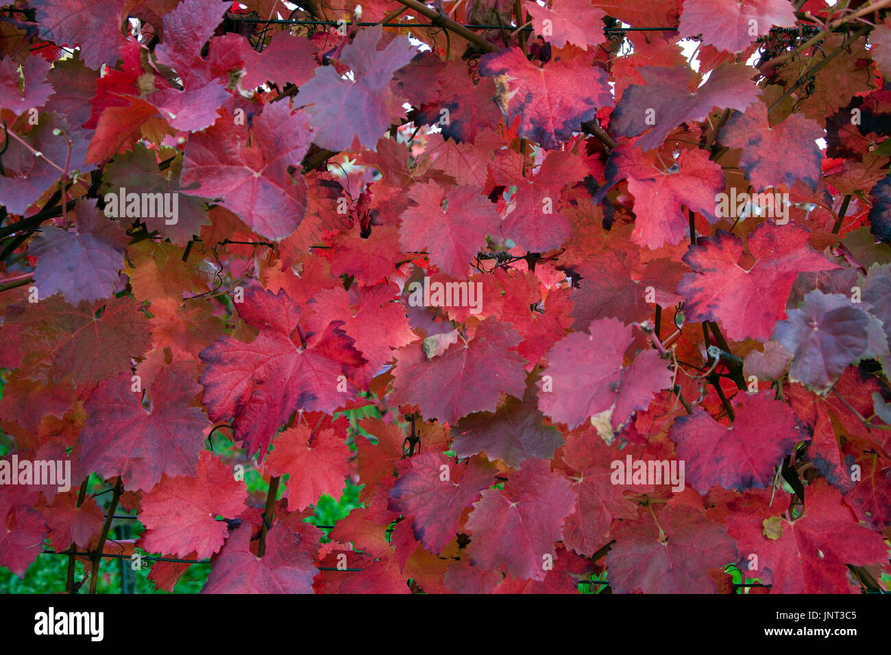 Herbstimpressionen, rot gefaerbte Weinblaetter, Schweich, Mittelmosel, Rheinland-Pfalz, Deutschland, Europa | Autumn impressions, red coloured wine le Stock Photo