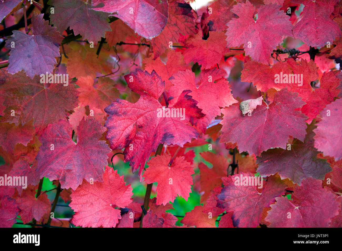Herbstimpressionen, rot gefaerbte Weinblaetter, Schweich, Mittelmosel, Rheinland-Pfalz, Deutschland, Europa | Autumn impressions, red coloured wine le Stock Photo