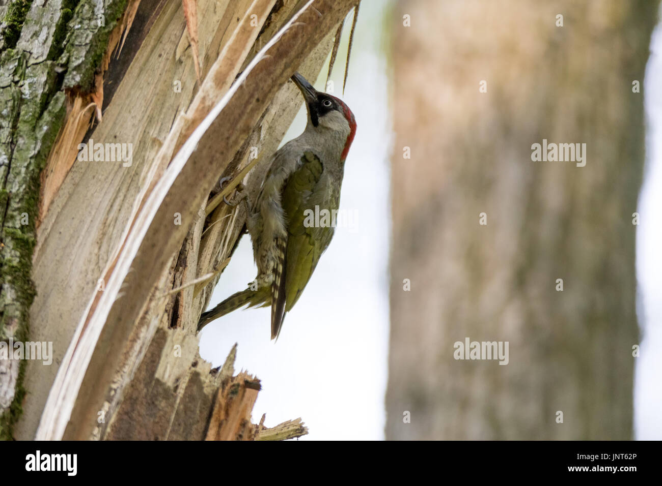 Ant eating woodpecker hi-res stock photography and images - Alamy