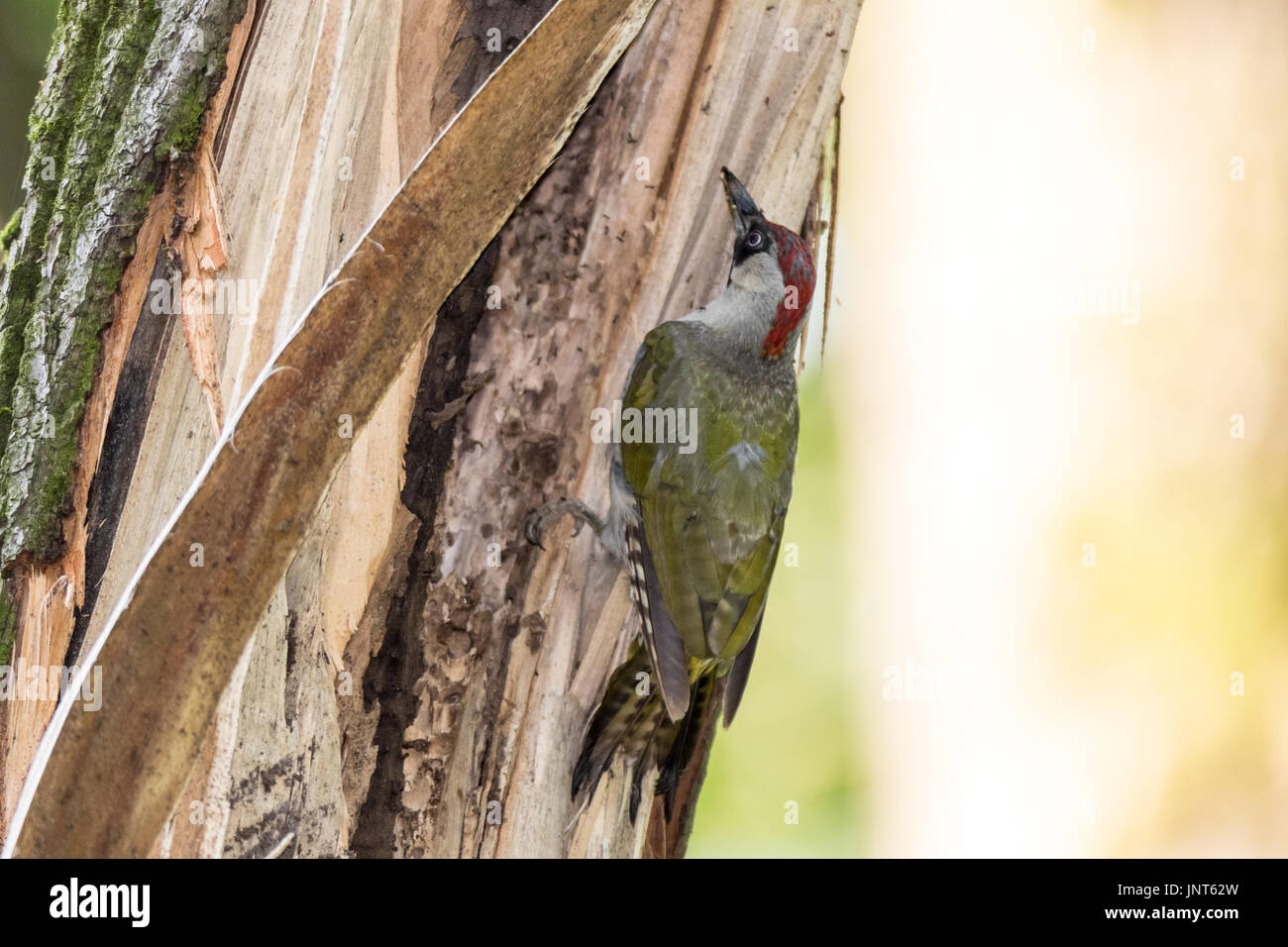 Ant eating woodpecker hi-res stock photography and images - Alamy