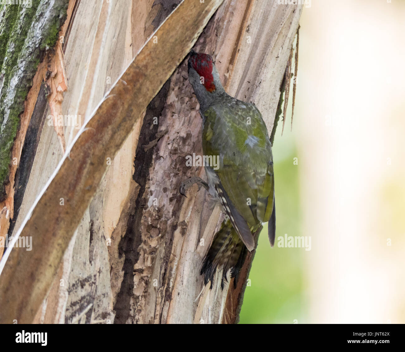 Ant eating woodpecker hi-res stock photography and images - Alamy