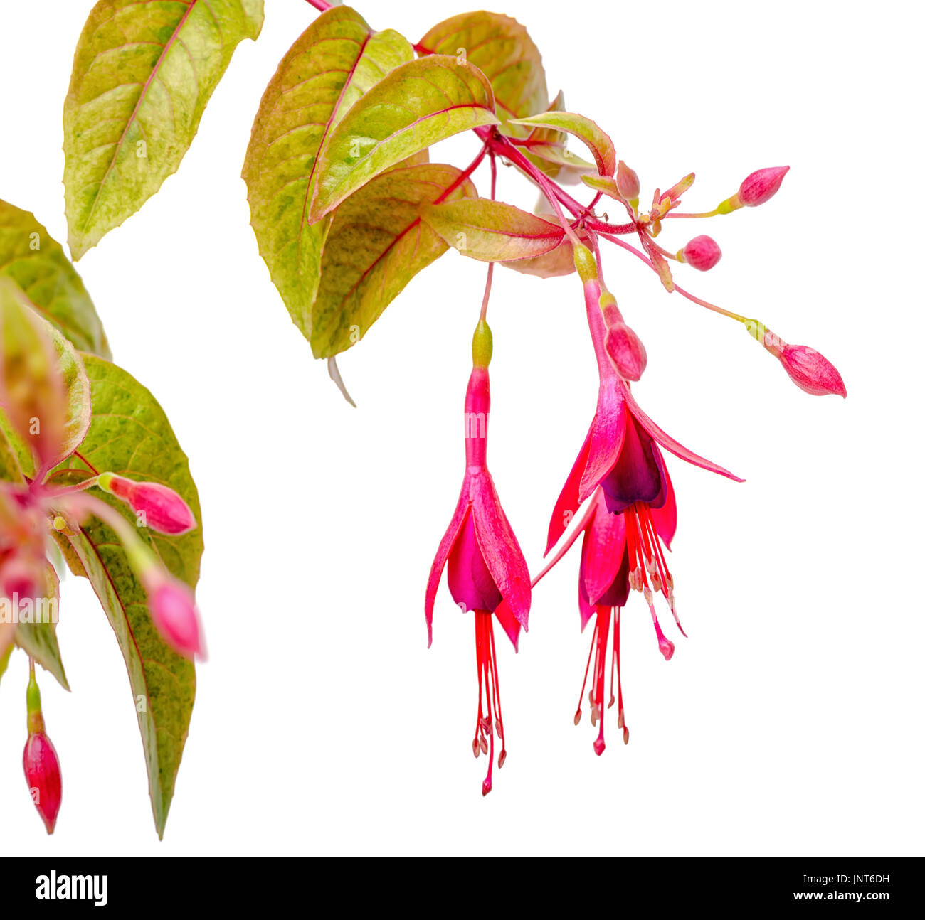 blooming hanging twig in shades of dark red fuchsia variegated is isolated on white background, Magellanica, close up Stock Photo