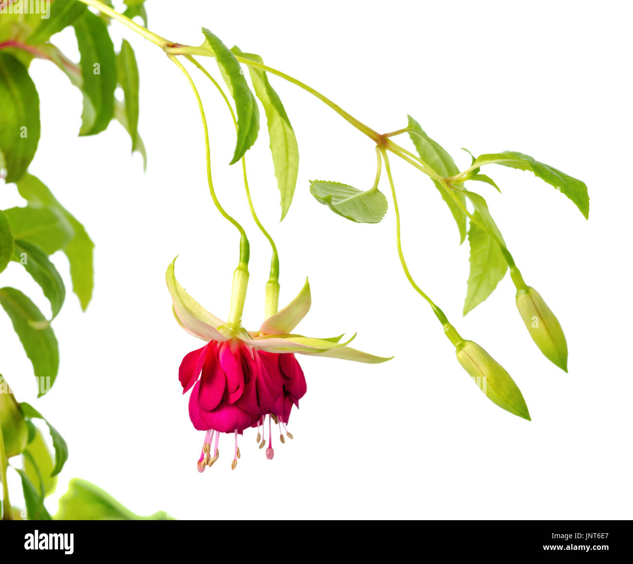 blooming hanging twig in shades of dark red and white fuchsia is isolated on background, Mood Indigo, close up Stock Photo