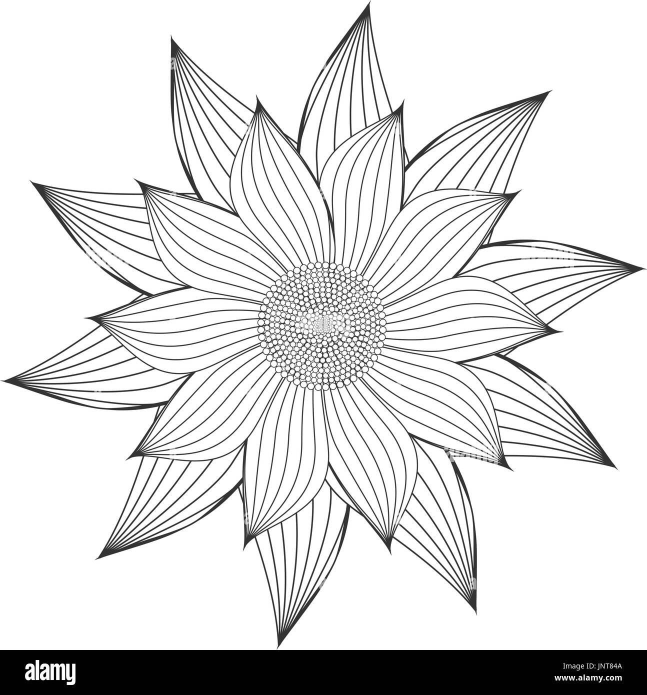 Doodle Sunflower Isolated on White Background - Vector Illustration ...