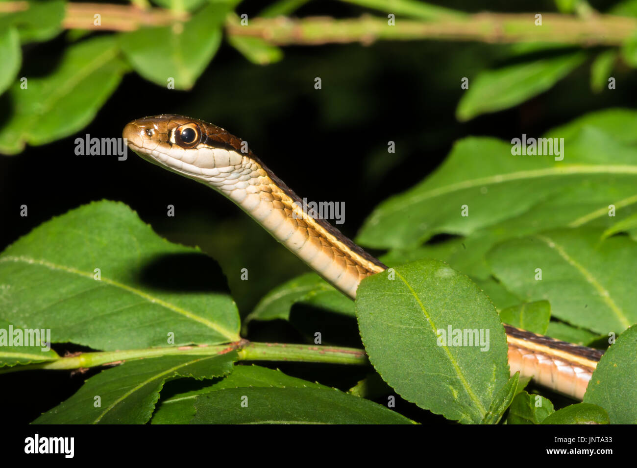 A close up of an Eastern Ribbon Snake climbing in a tree Stock Photo
