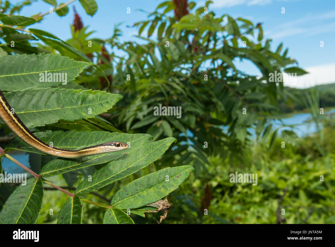 Tree climbing snake hires stock photography and images Alamy