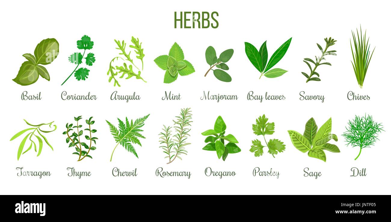 Big icon set of popular culinary herbs. realistic style. Basil, coriander, mint, rosemary, basil, sage, thyme, parsley etc. For cosmetics, store, heal Stock Vector