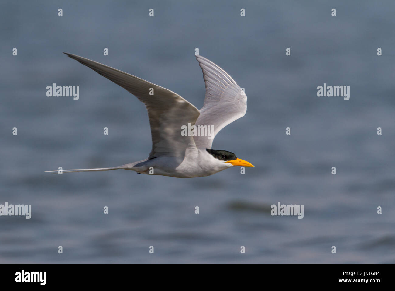 River Tern at Veer Dam, Pune Stock Photo