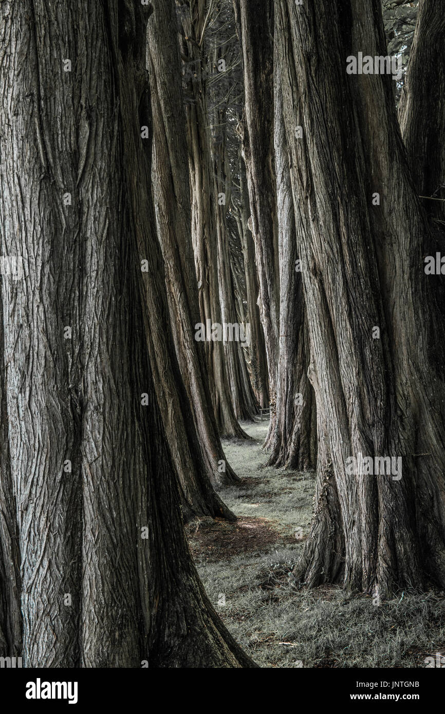 Rows of tall trees. Stock Photo