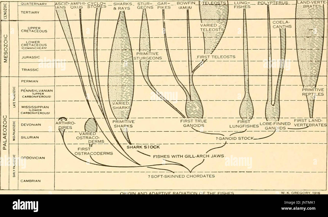 "The origin and evolution of life, on the theory of action, reaction ...