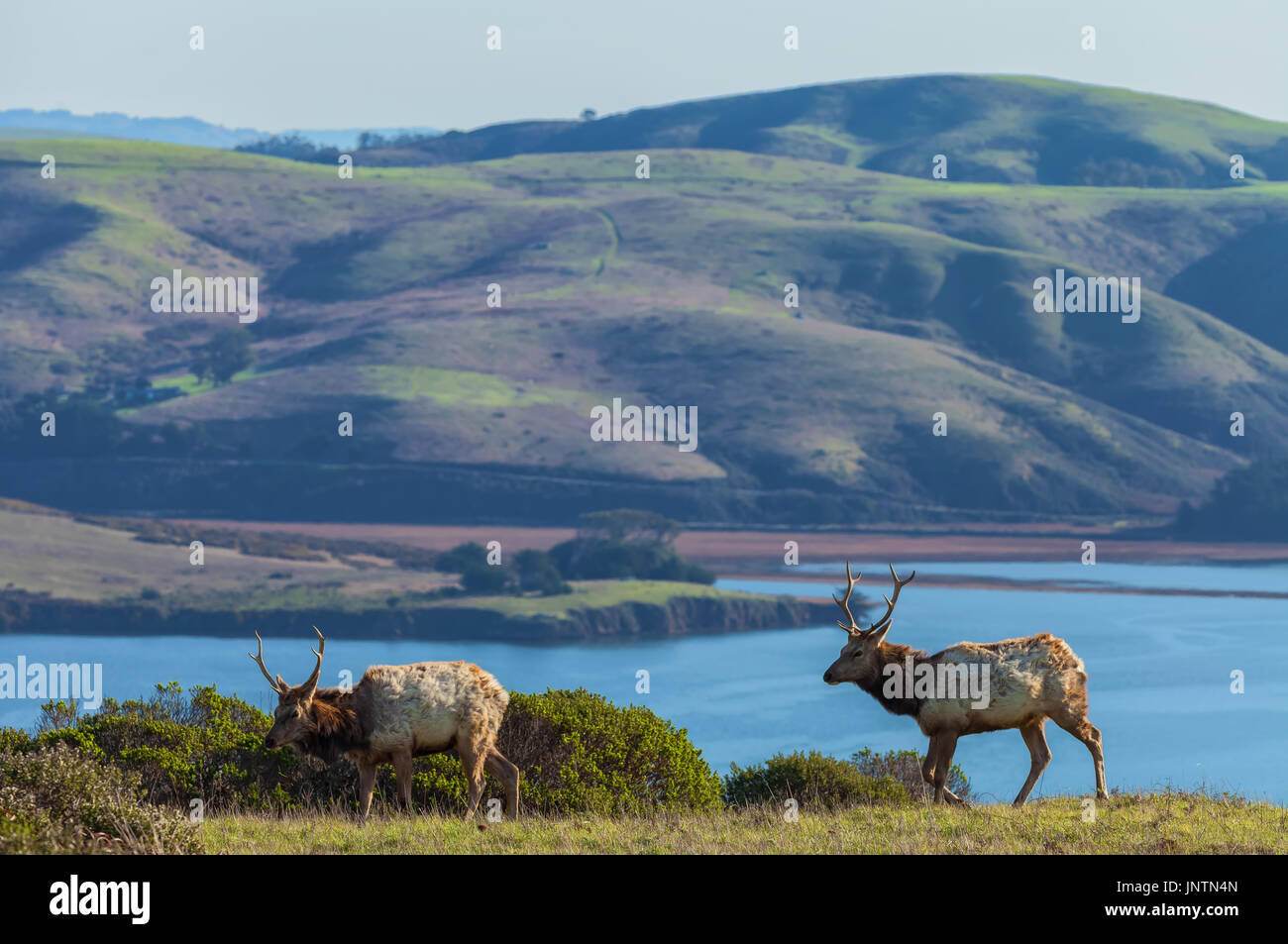 Two young bull tule elks in Point Reyes National Seashore, California. Stock Photo