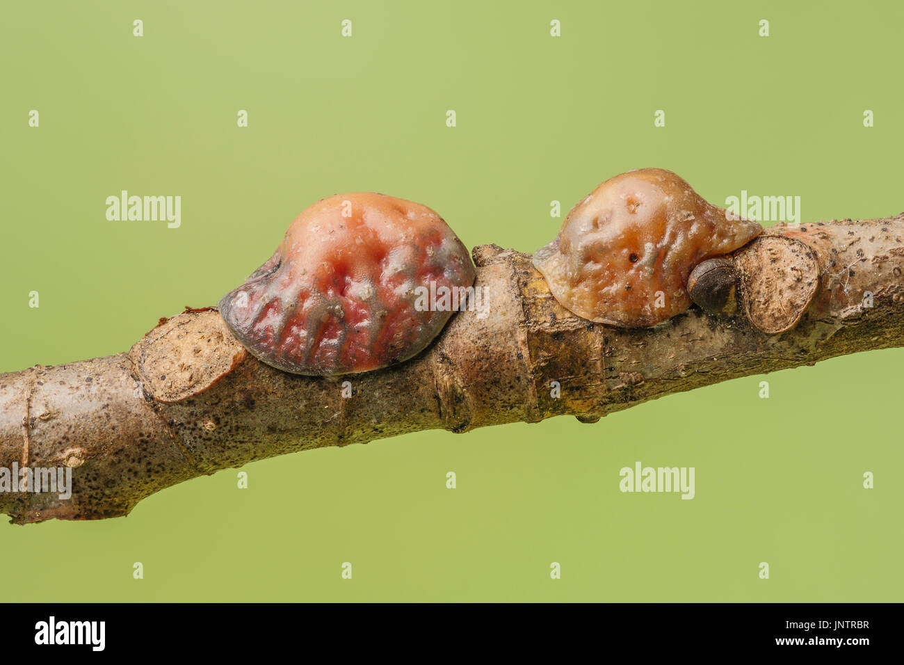 Mature female Tuliptree Scales (Toumeyella liriodendri) attached to a branch of a Tuliptree (Liriodendron tulipifera). Stock Photo