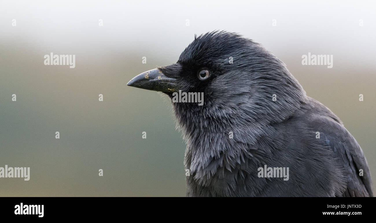 Western Jackdaw closeup from the United Kingdom Stock Photo Alamy