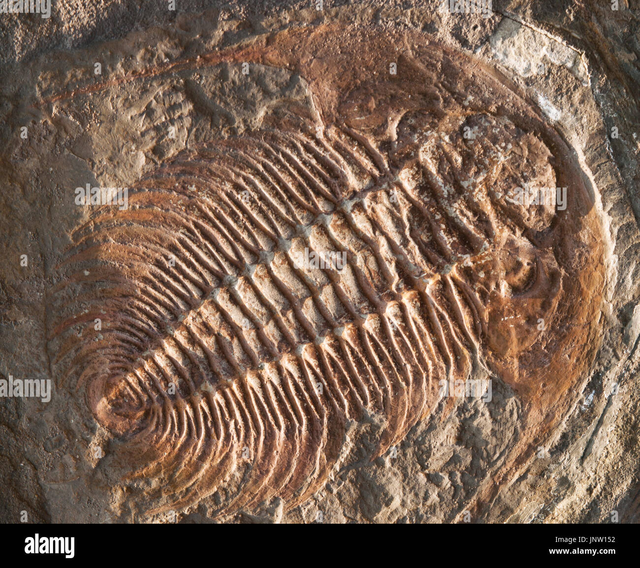 Cambrian Period Fossil Stock Photos & Cambrian Period Fossil Stock