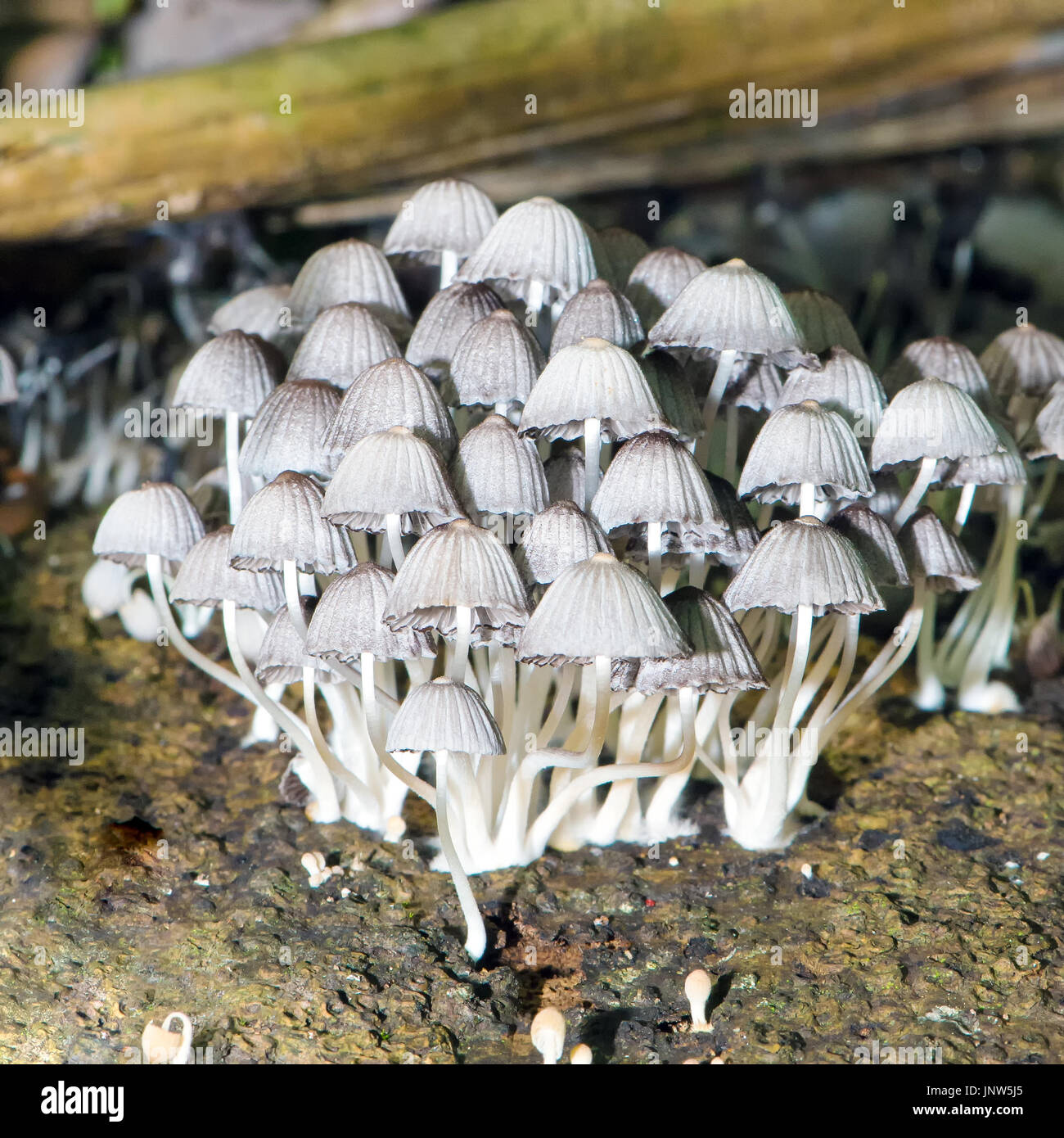 Patch of white mushrooms shot in Costa Rica (Corcovado national park). Stock Photo