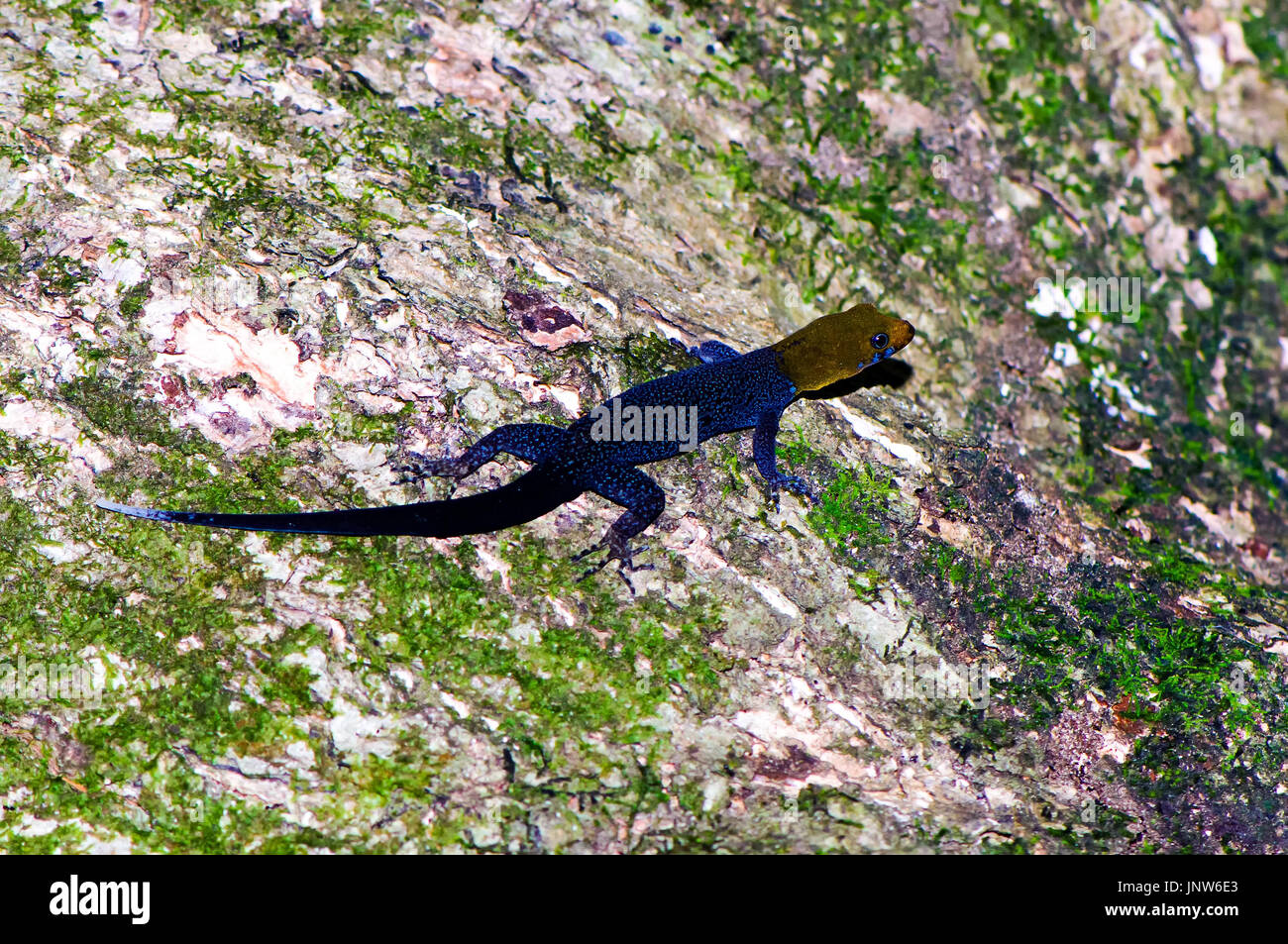 Yellow-headed gecko (Gonatodes albogularis) feeding on a trunk of a tree (Costa Rica, Manzanillo). Stock Photo