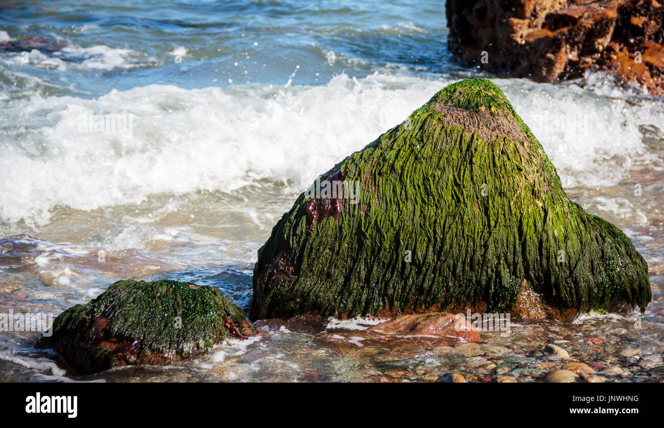 Sea weeds covering a rock Stock Photo