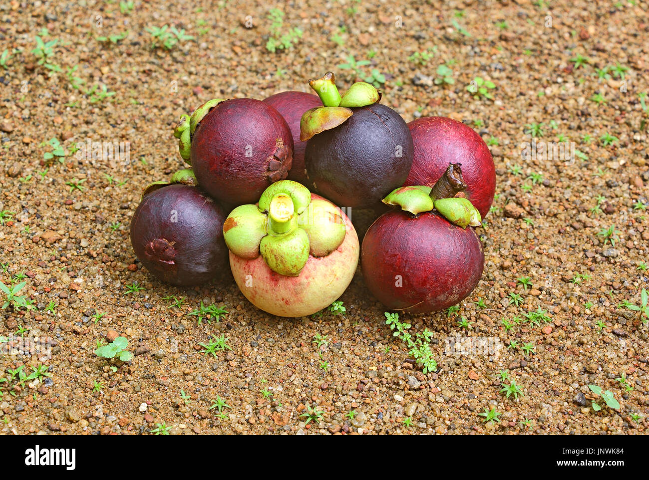 Heap of freshly harvested ripe purple mangosteen, Garcinia Mangostana, fruits grown in Kerala, India Stock Photo
