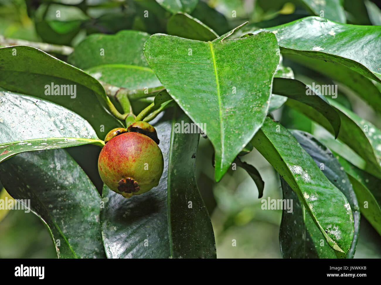 Ripening purple mangosteen, Garcinia Mangostana, fruit growing in tree from Kerala, India Stock Photo