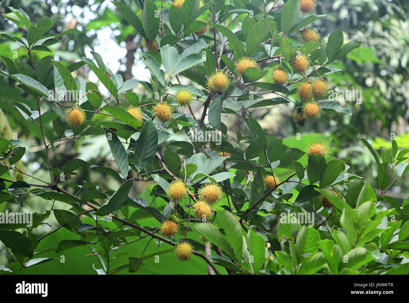 Rambutan tree with cluster of ripening spiky yellow fruits from Kerala, India. Stock Photo