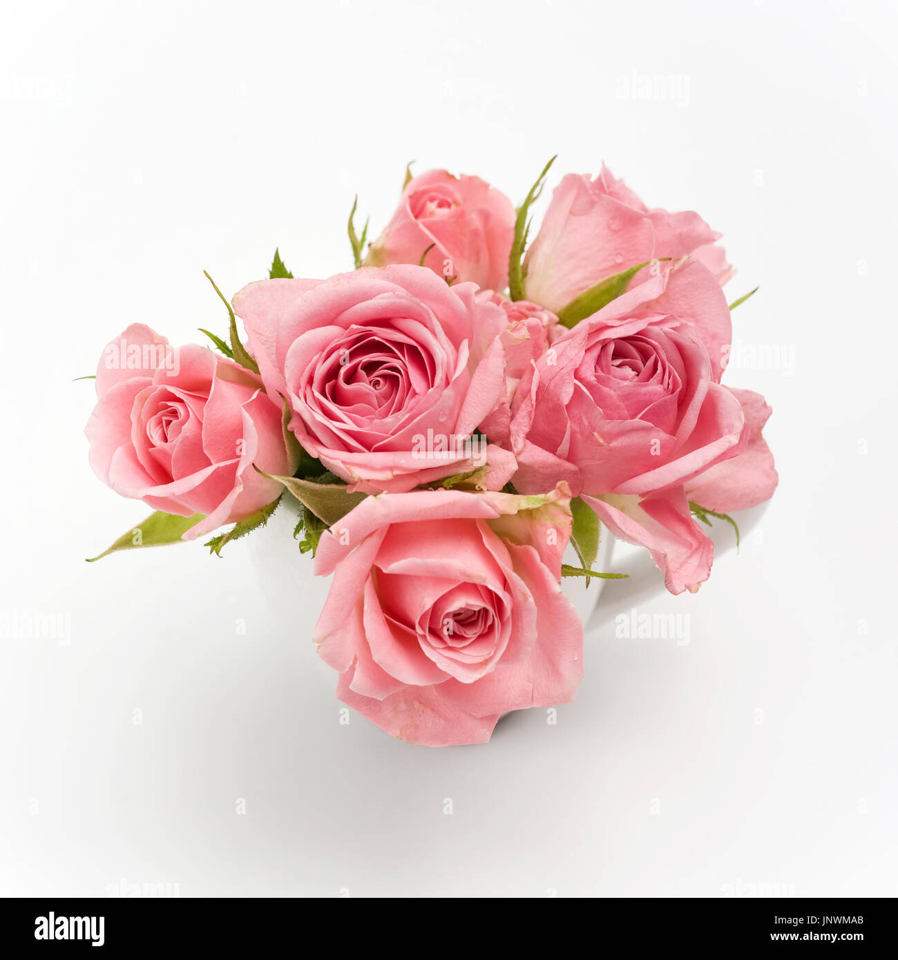 still life of pink rose in ceramic cup Stock Photo