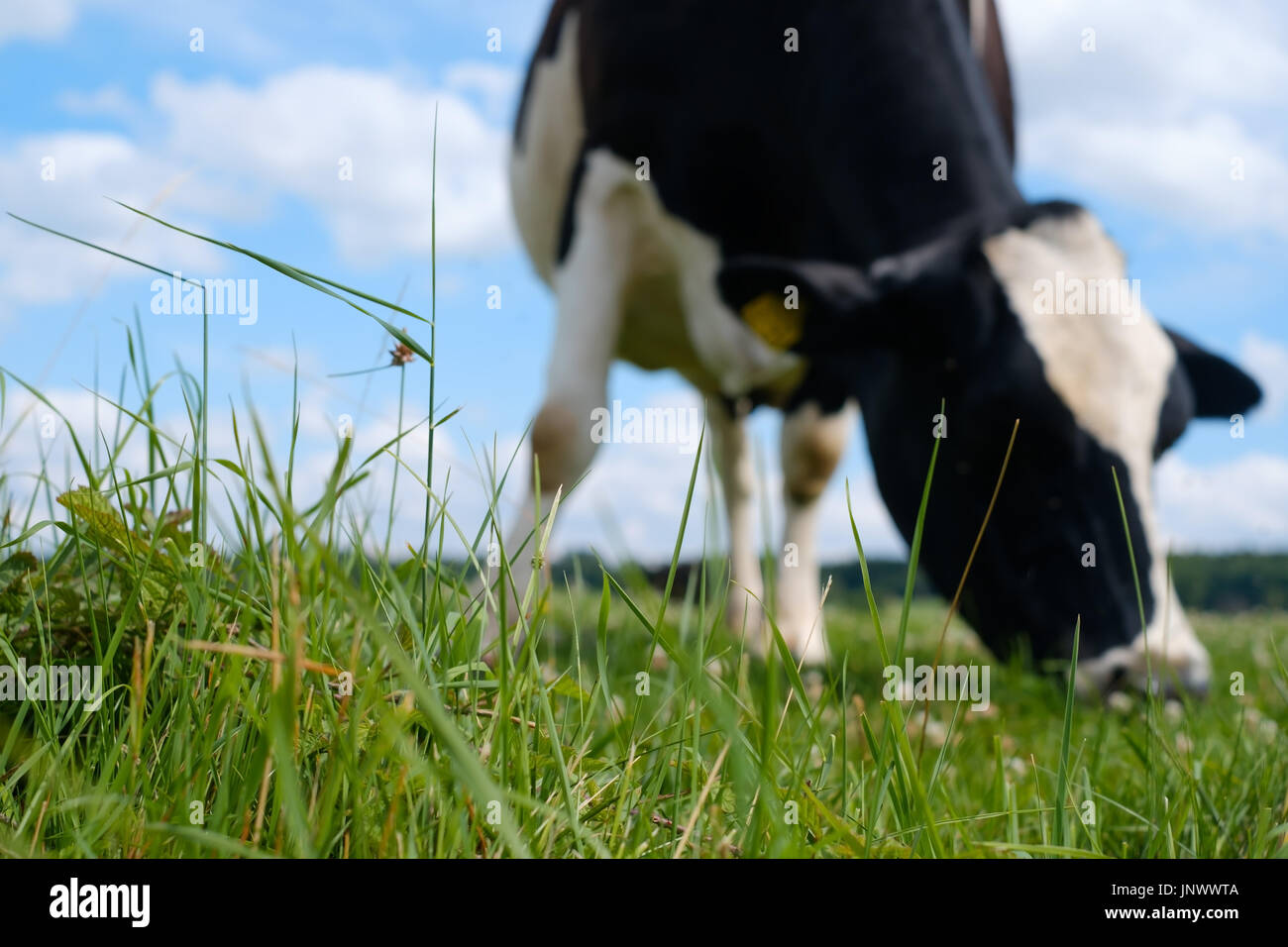 Black and white cow on a green summer meadow. Stock Photo