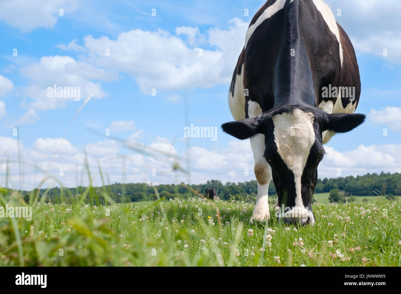 Black and white cow on a green summer meadow. Stock Photo
