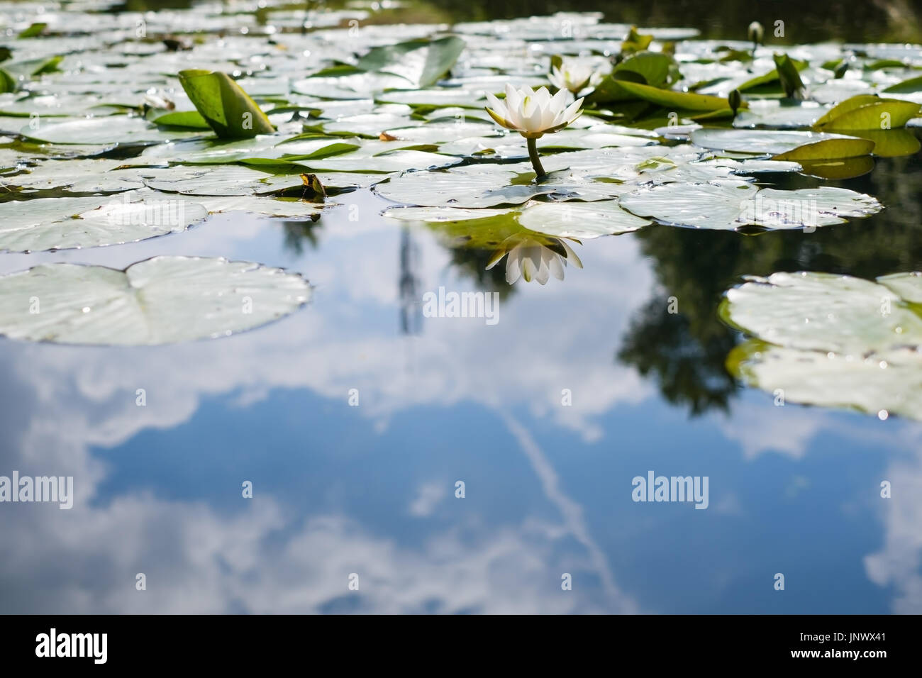 Water lily in the pond Stock Photo - Alamy