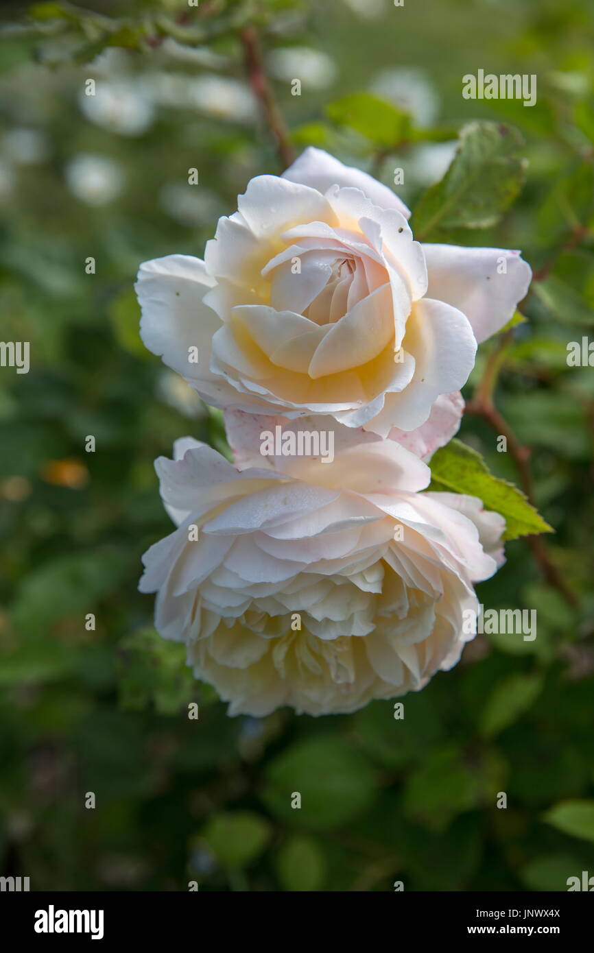 Blooming orange English rose in the garden on a sunny day. David Austin Rose Stock Photo
